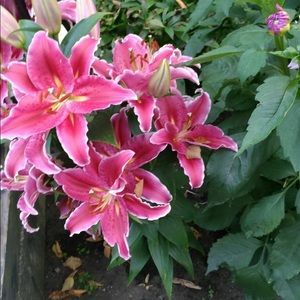 Meet your Posher, Charlene